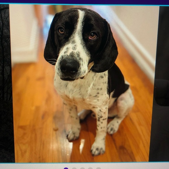 Meet your Posher, Hayley - Picture 1 of 1